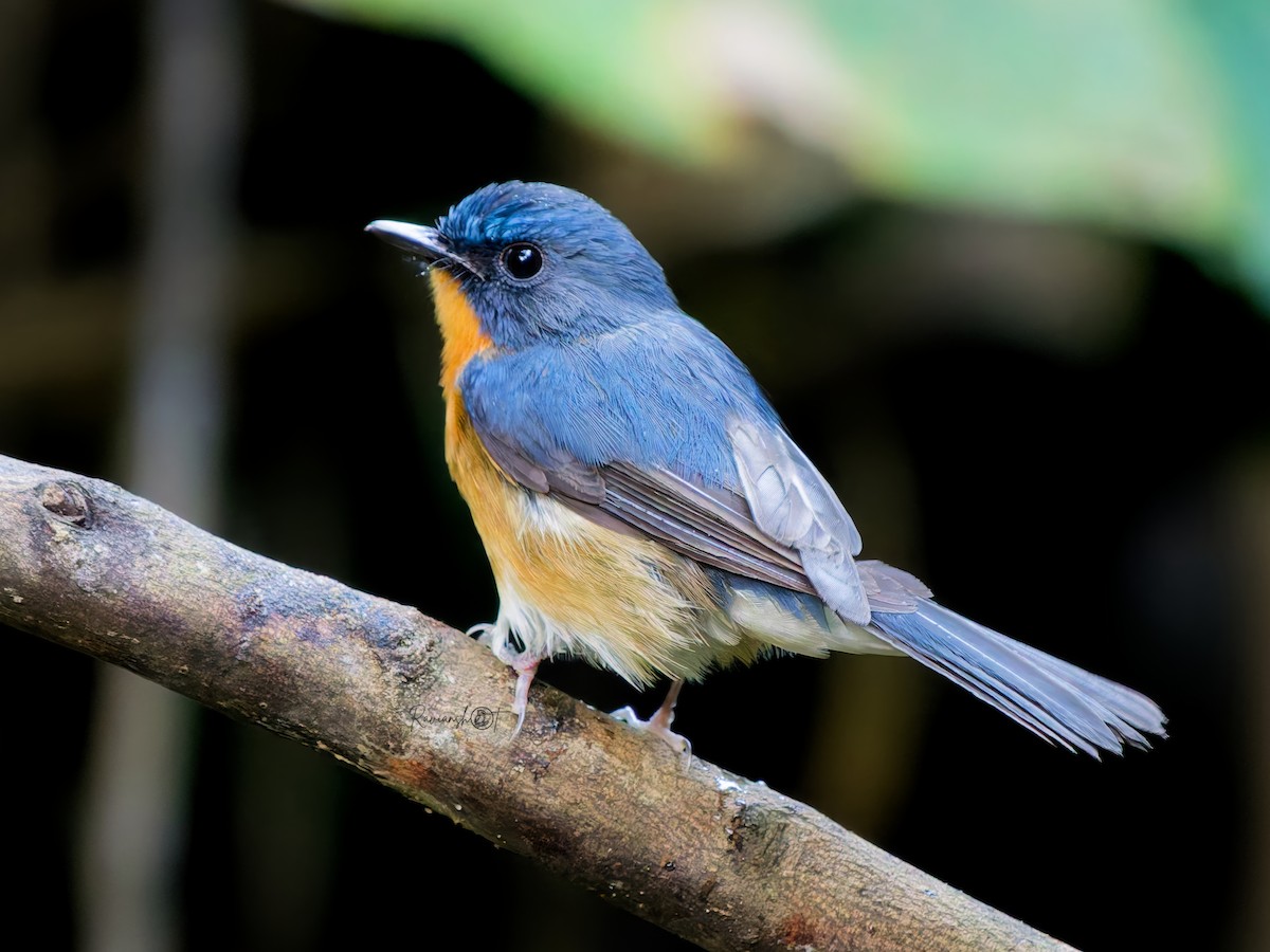 ミヤマヒメアオヒタキ - ML646686334