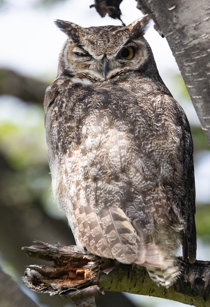 Lesser Horned Owl - ML646686338