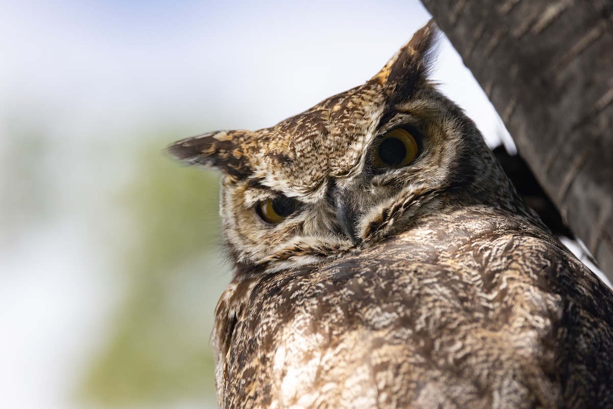 Lesser Horned Owl - ML646686339