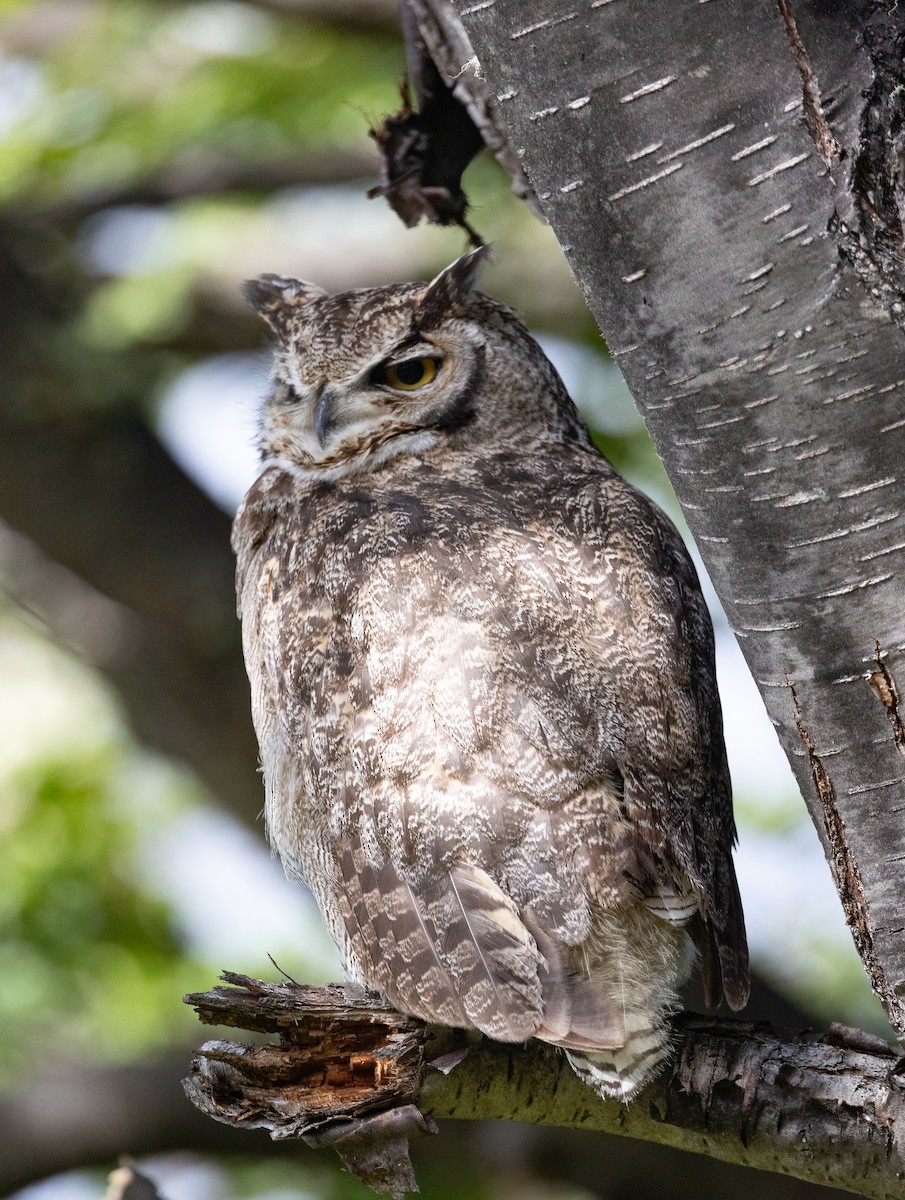 Lesser Horned Owl - ML646686340