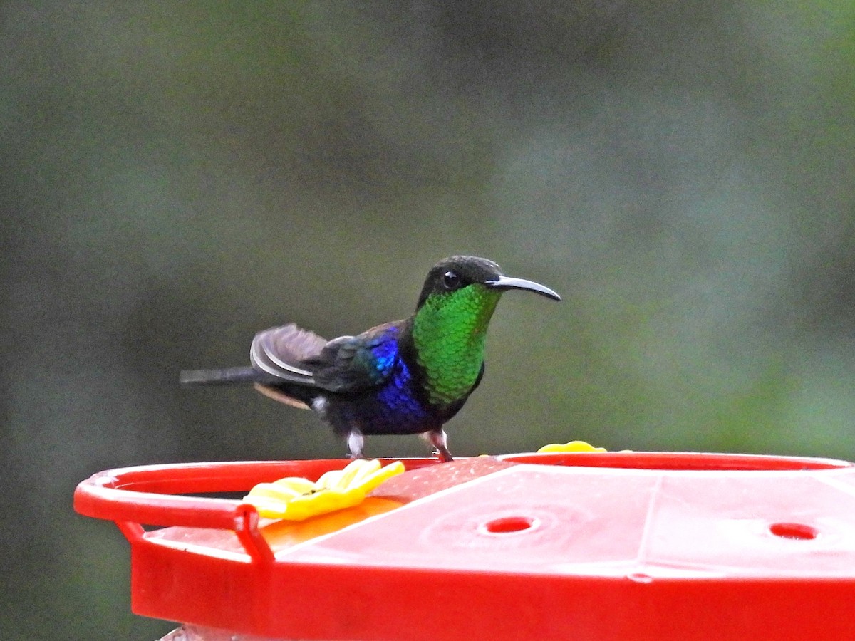 エンビモリハチドリ - ML646686341