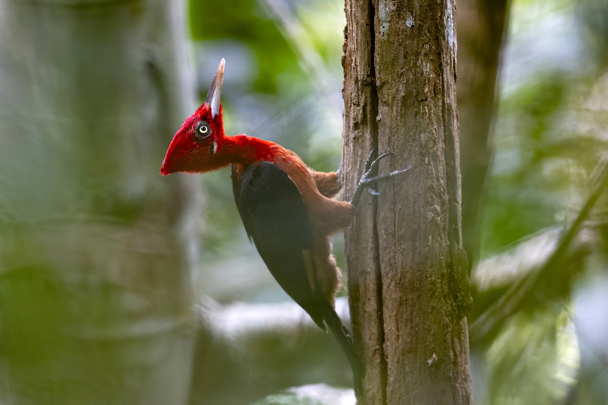 Red-necked Woodpecker - ML646686342