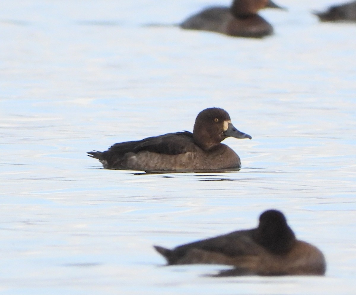 Tufted Duck x Greater Scaup (hybrid) - ML646686343