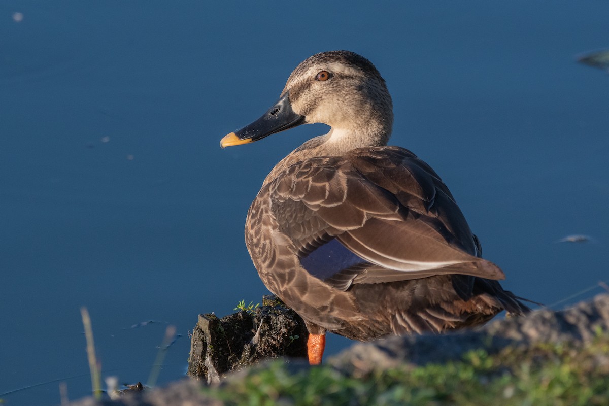 花嘴鴨 - ML646686356