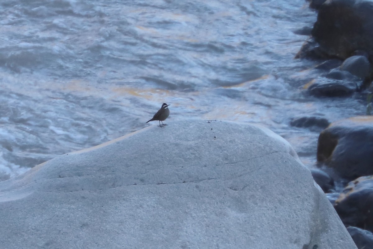 パタゴニアカワカマドドリ - ML646686361