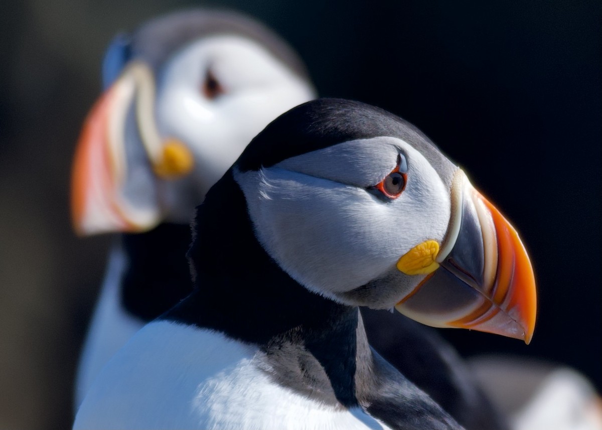 Atlantic Puffin - ML646686362