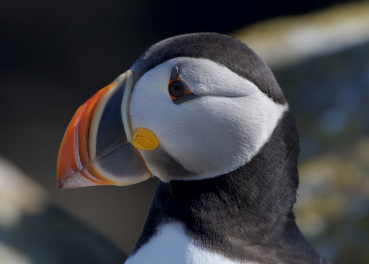Atlantic Puffin - ML646686363