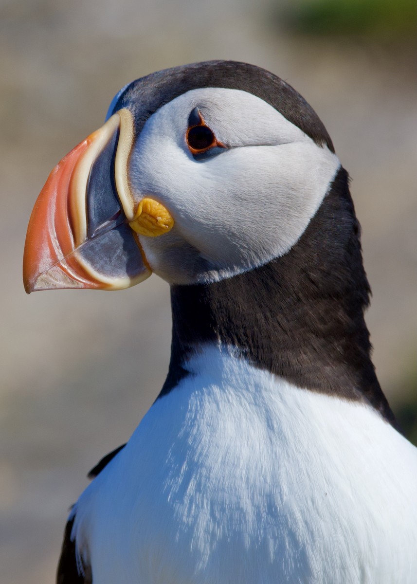 Atlantic Puffin - ML646686364