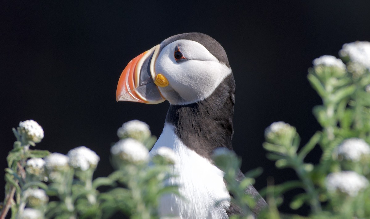 Atlantic Puffin - ML646686365