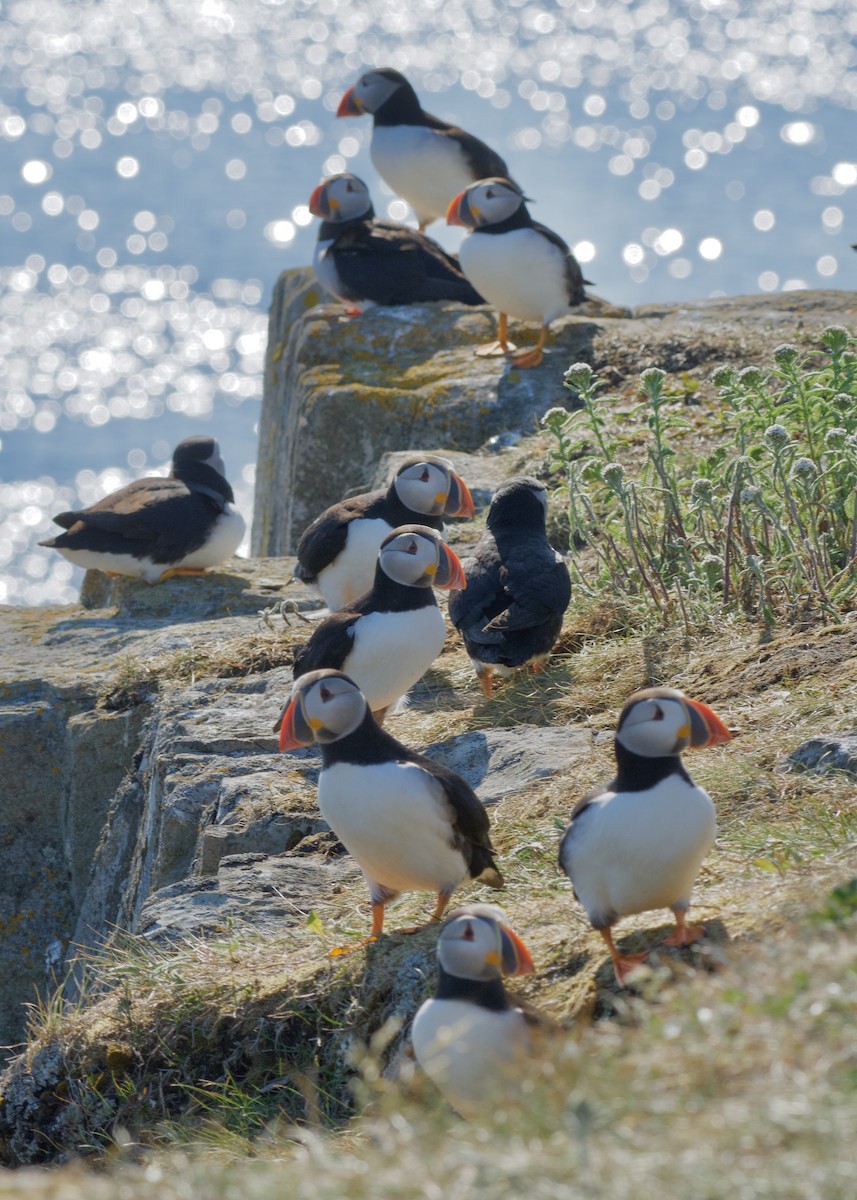 Atlantic Puffin - ML646686366