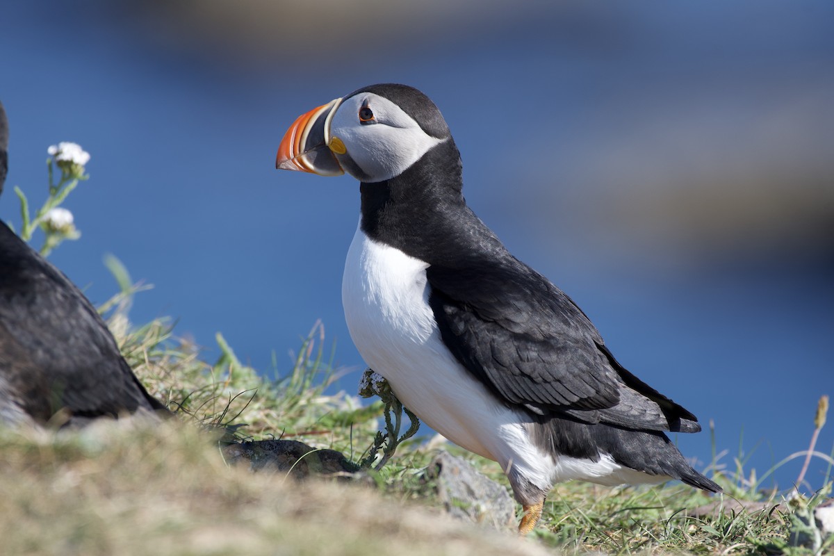 Atlantic Puffin - ML646686367