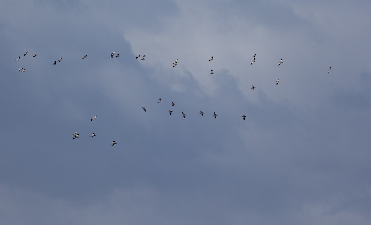 Black-faced Ibis - ML646686368