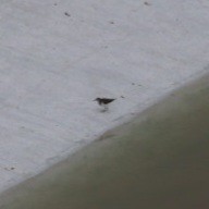 Common Sandpiper - ML646686370