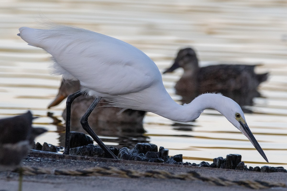 小白鷺 - ML646686371