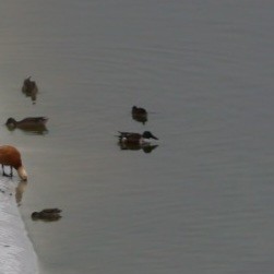 Northern Shoveler - ML646686374