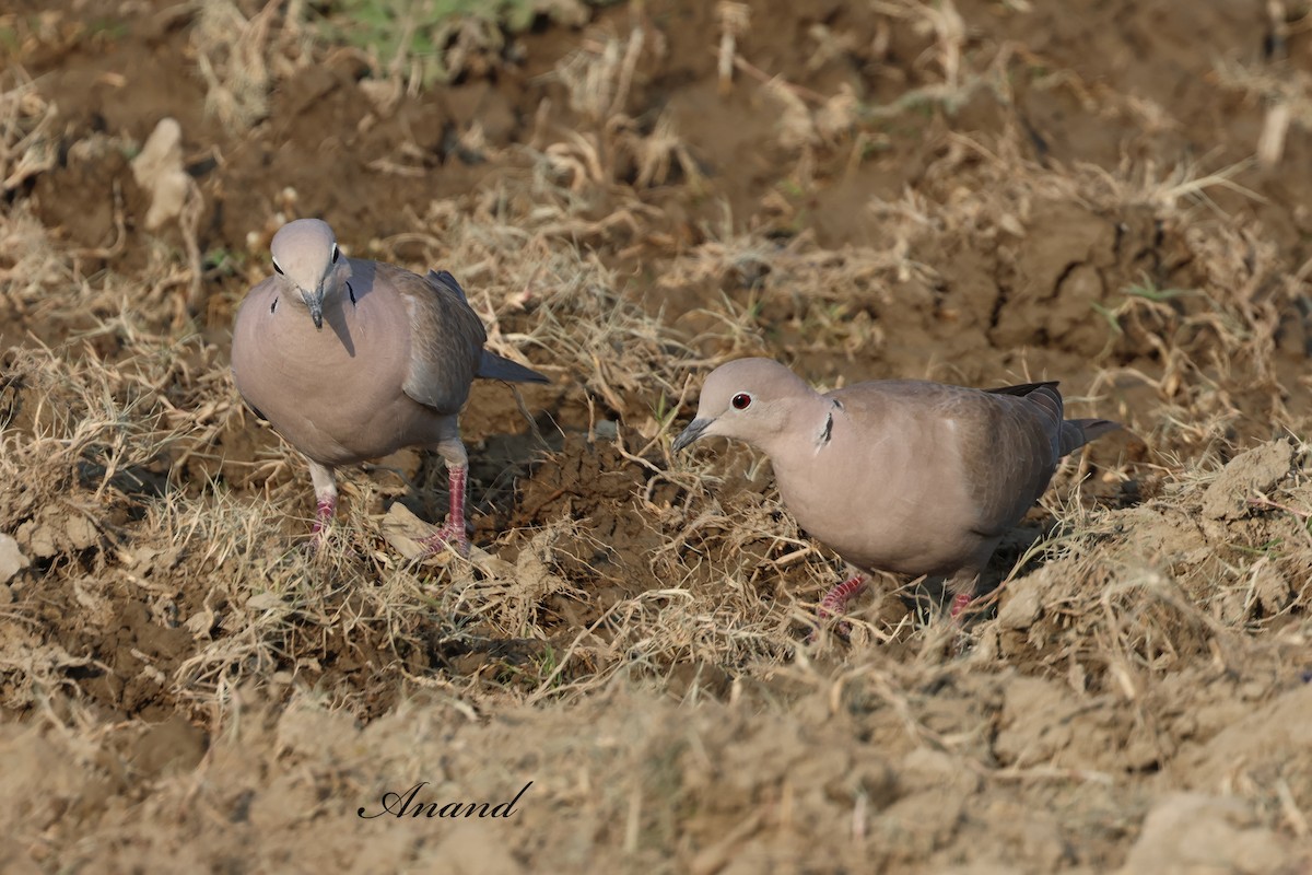 Eurasian Collared-Dove - ML646686375