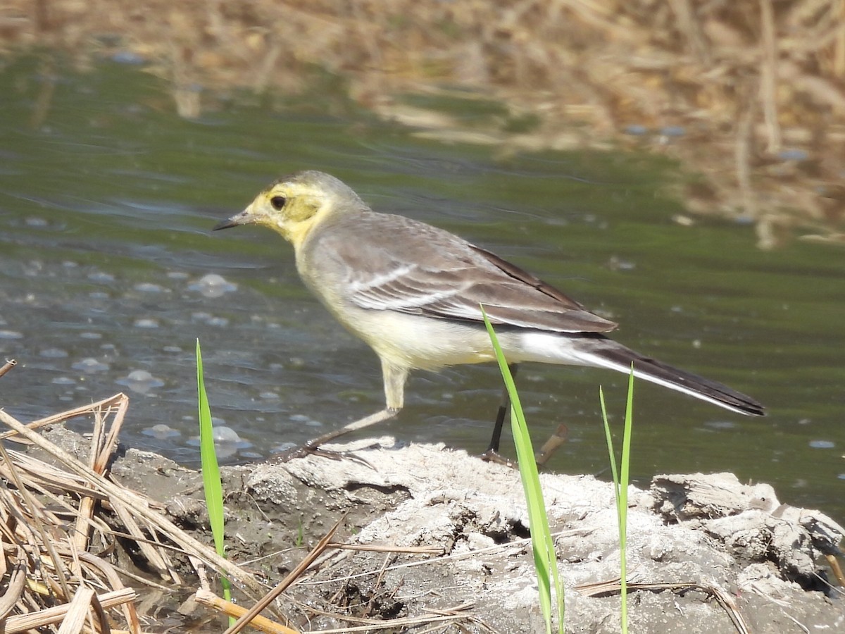נחליאלי לימוני - ML646686376