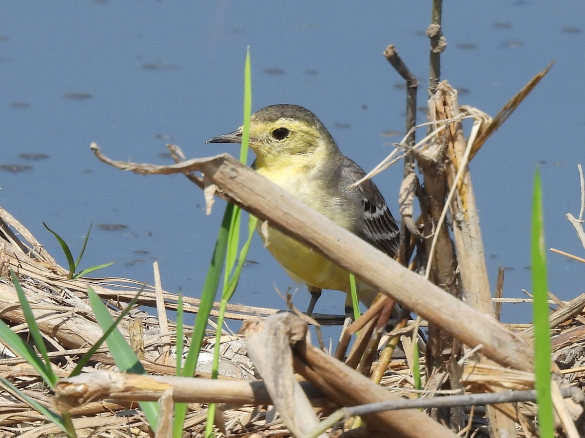 נחליאלי לימוני - ML646686382