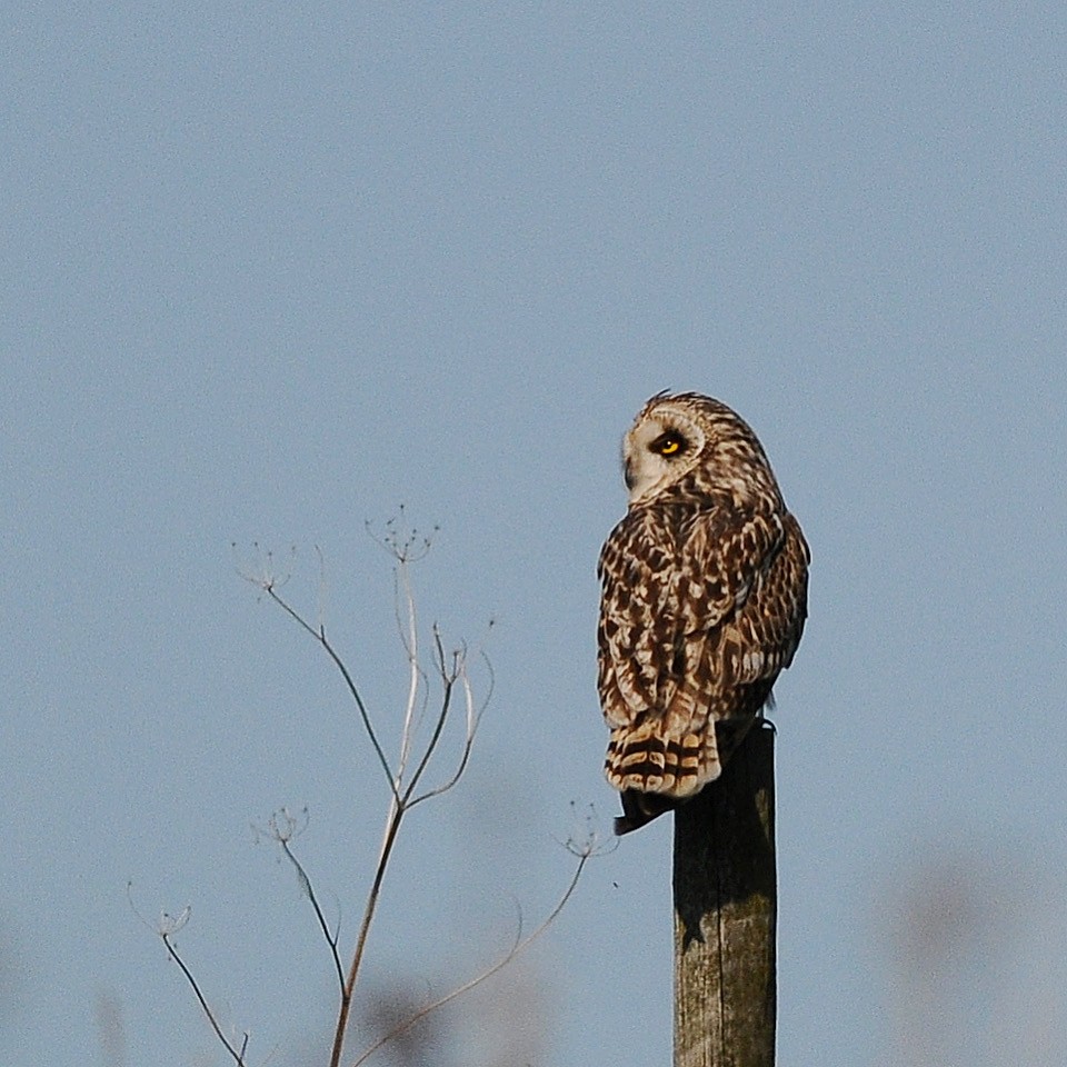 Short-eared Owl - ML646686384