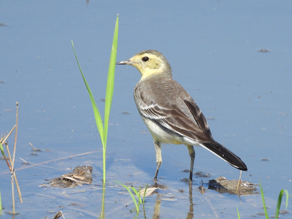 נחליאלי לימוני - ML646686385