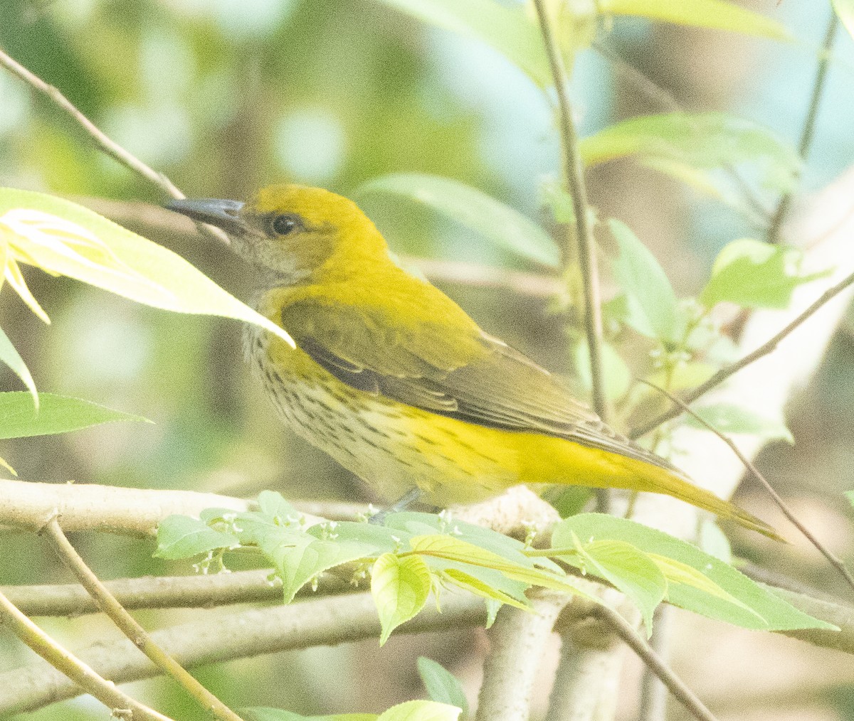 Indian Golden Oriole - ML646686386