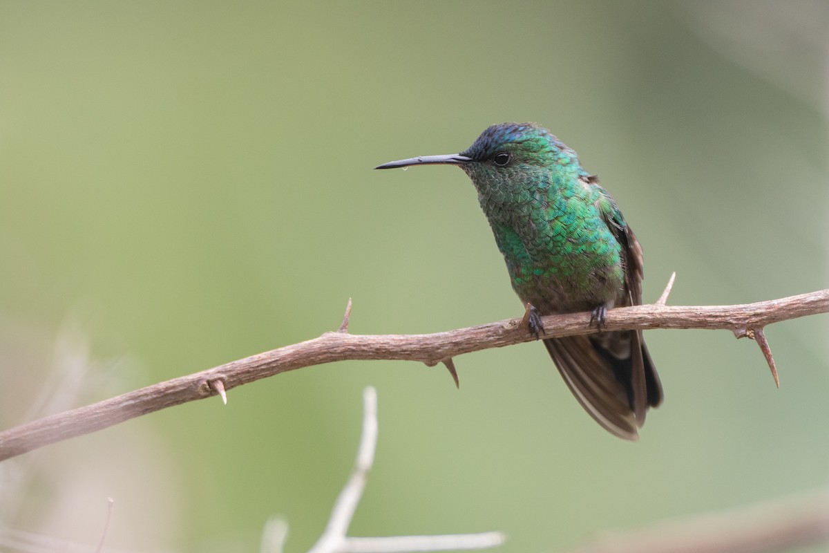 ルリボウシエメラルドハチドリ - ML646686387