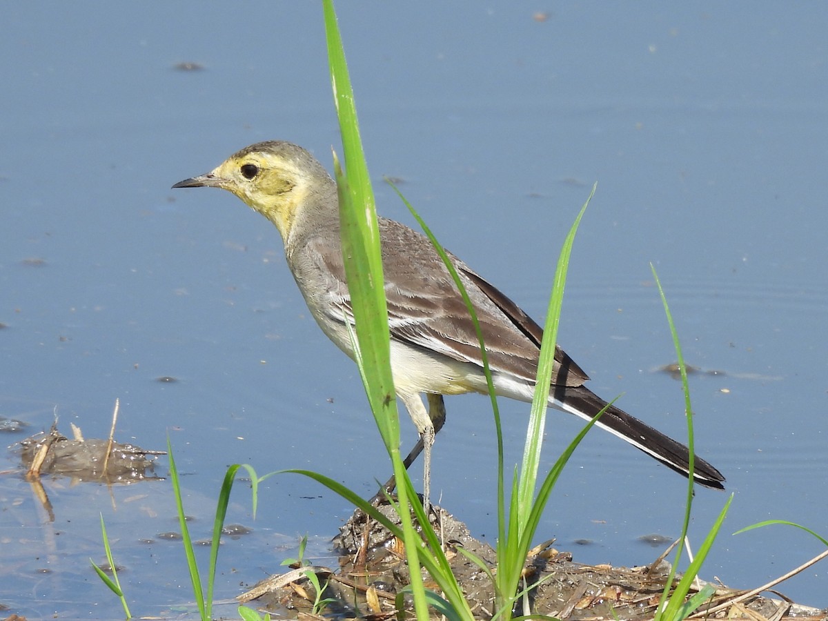 נחליאלי לימוני - ML646686391