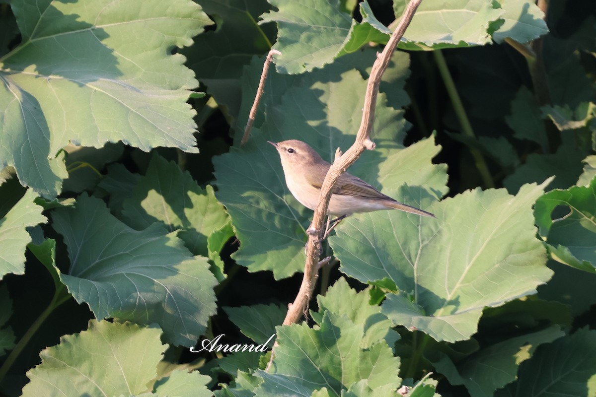 Pouillot véloce - ML646686392