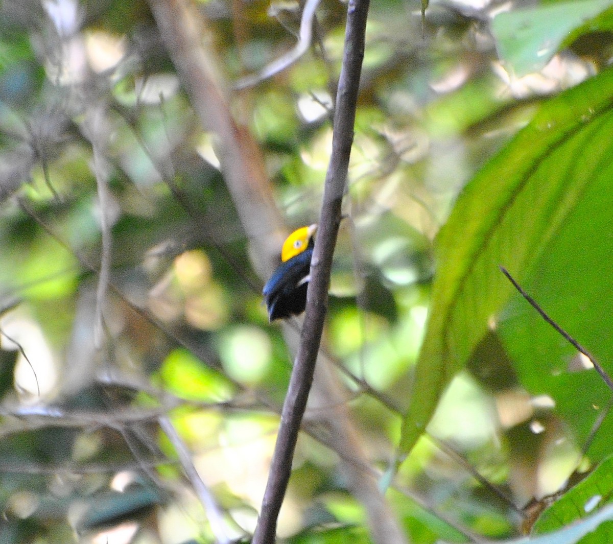 Altın Takkeli Manakin - ML646686393