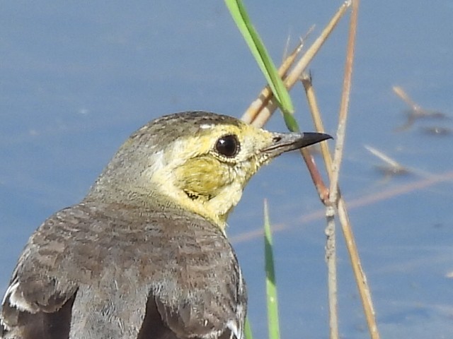 נחליאלי לימוני - ML646686394