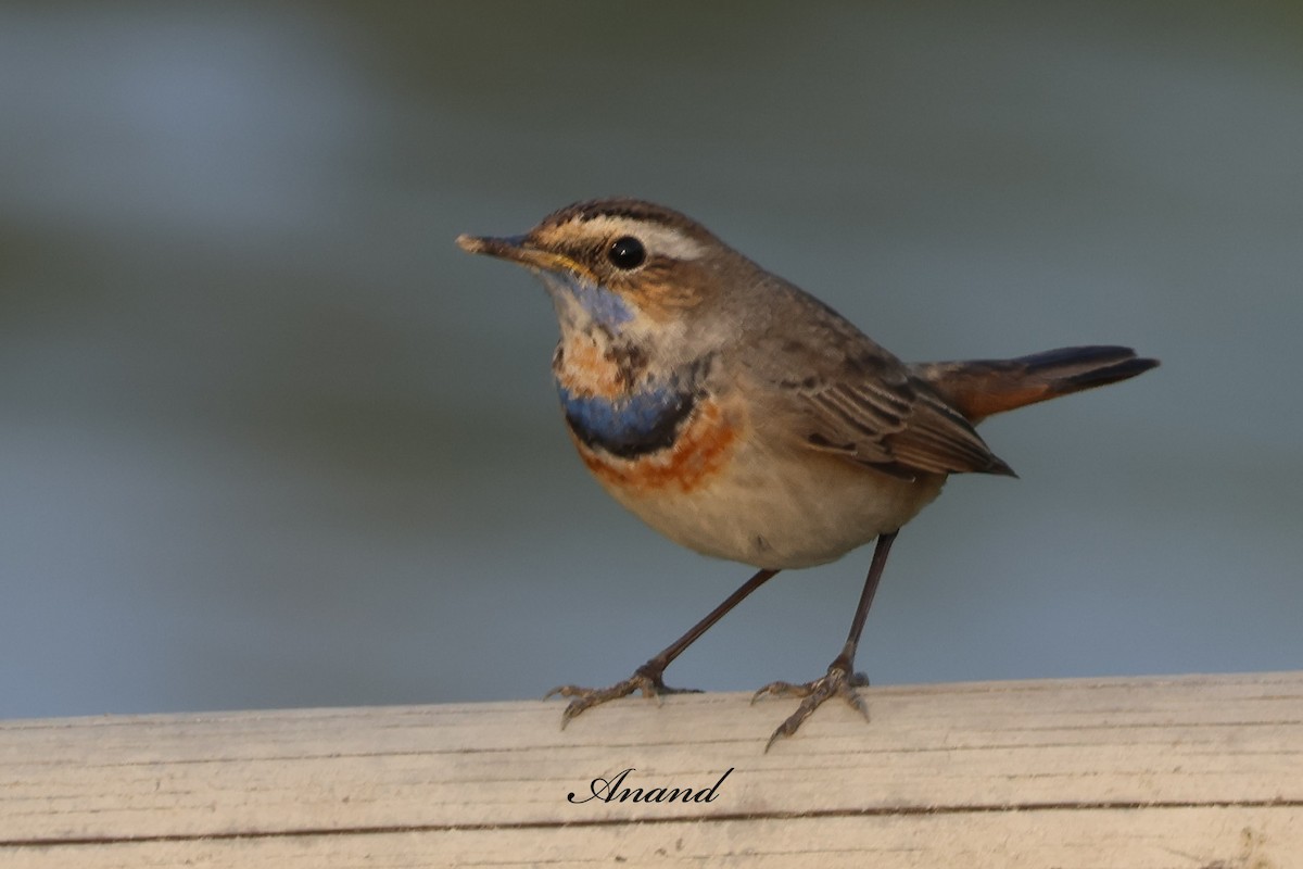 Gorgebleue à miroir - ML646686398