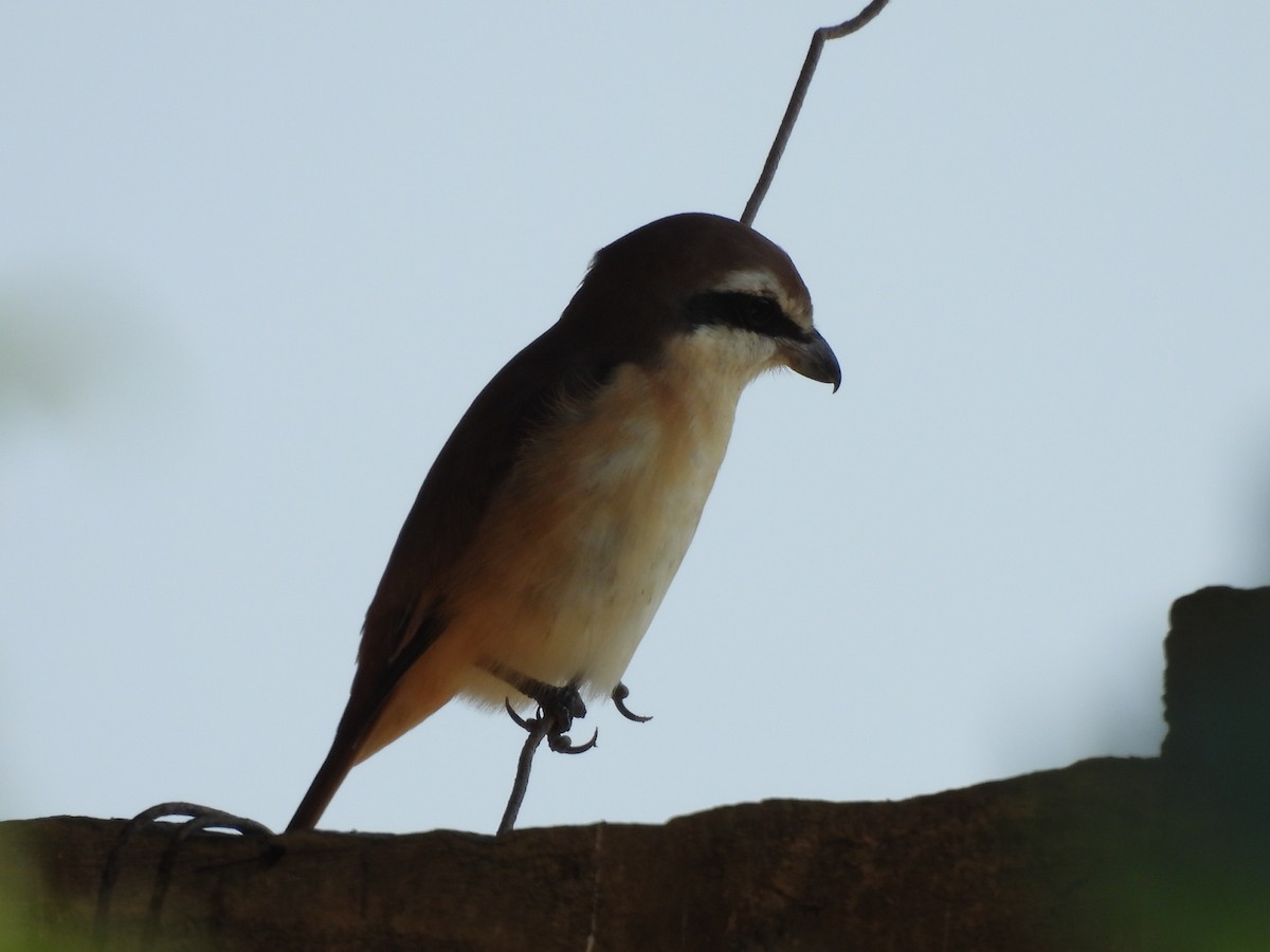 アカモズ - ML646686400