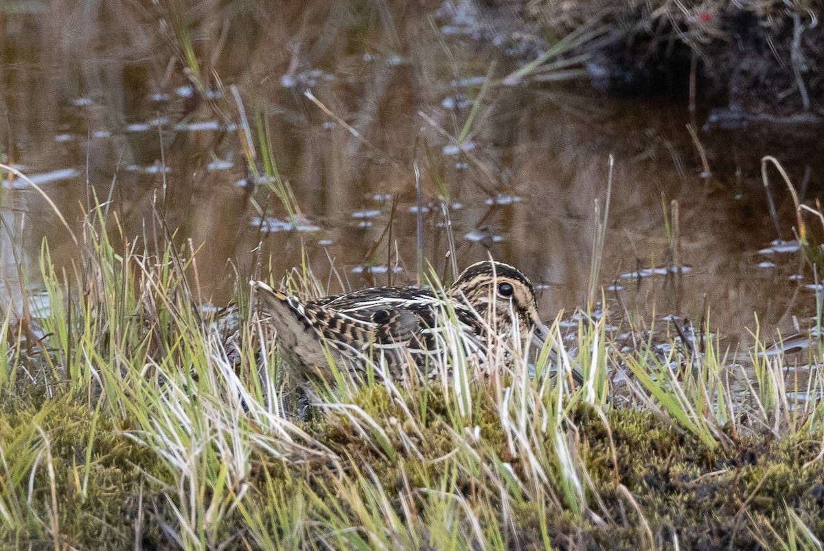 Magellanic Snipe - ML646686402