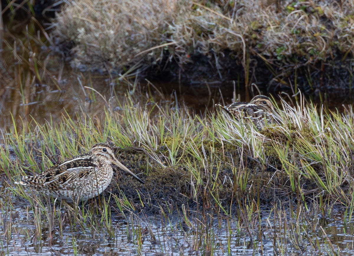 Magellanic Snipe - ML646686403