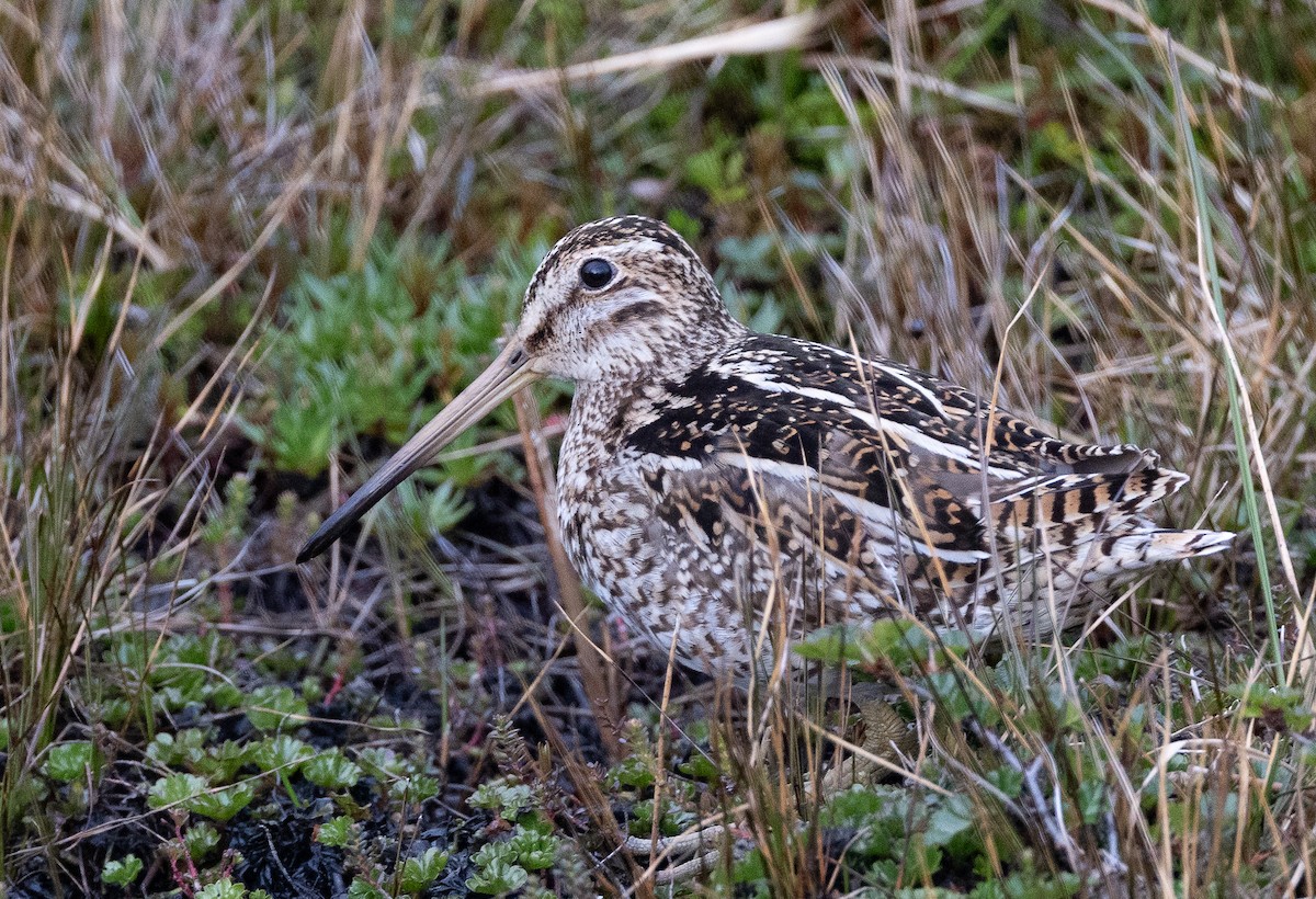Magellanic Snipe - ML646686404