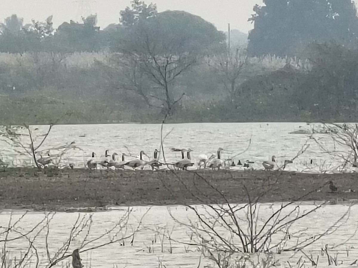 Bar-headed Goose - ML646686405