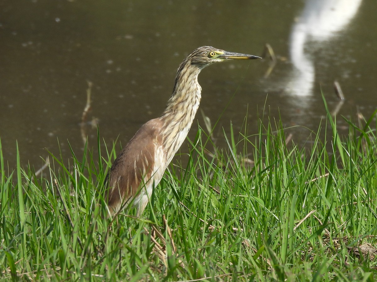 アカガシラサギ - ML646686406