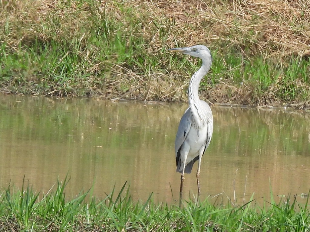 アオサギ - ML646686408