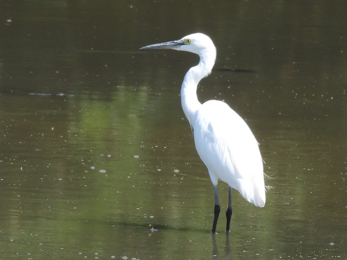 コサギ - ML646686411