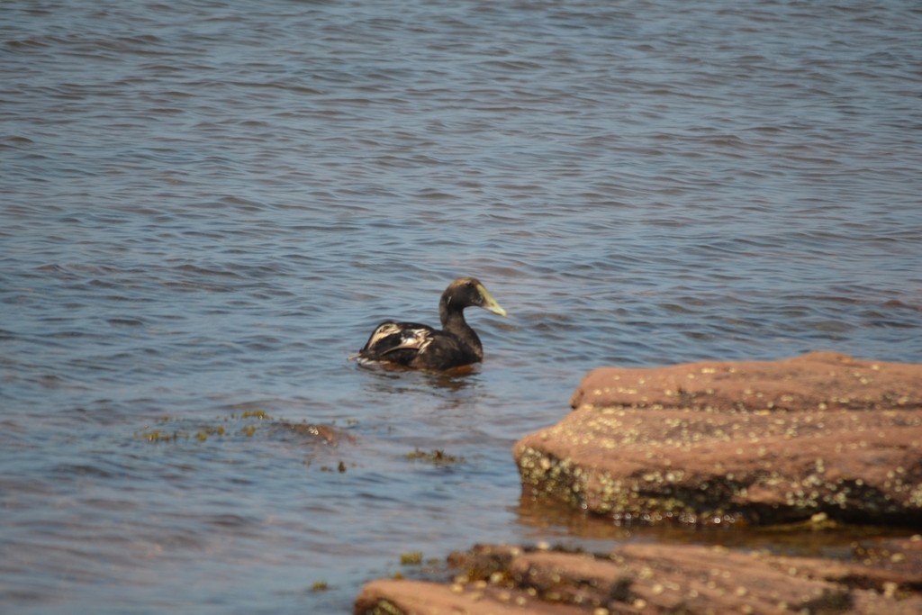 Common Eider - ML646686412
