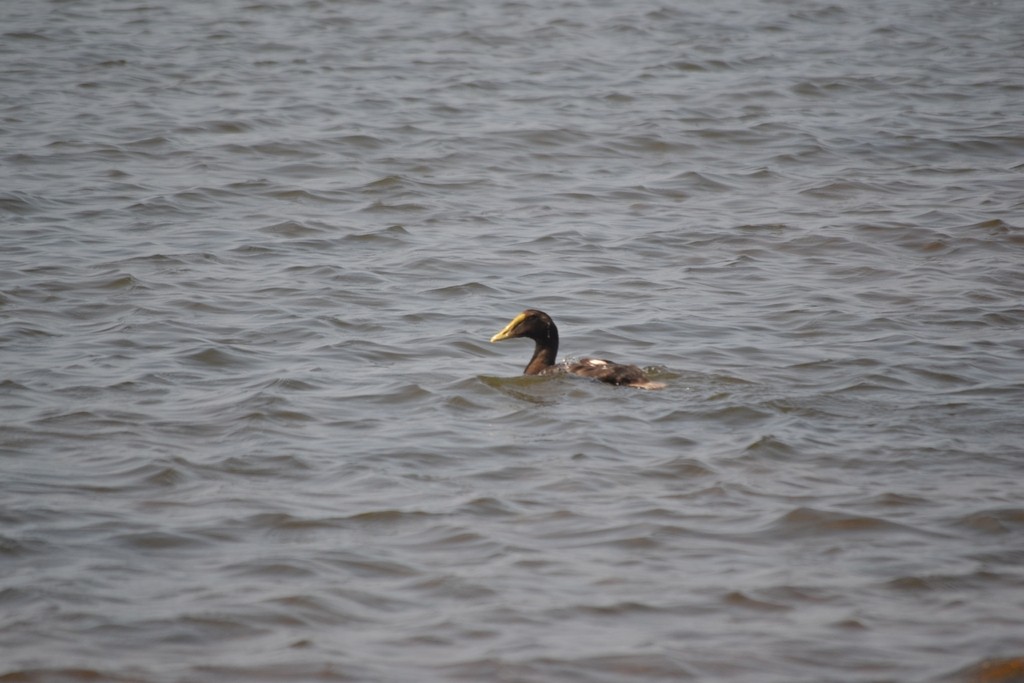 Common Eider - ML646686413