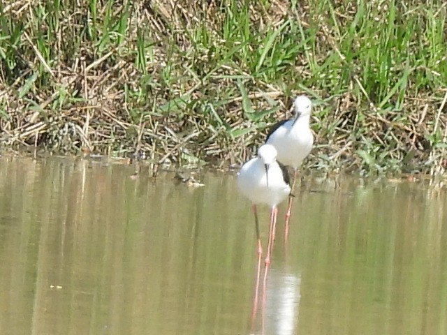 セイタカシギ - ML646686416