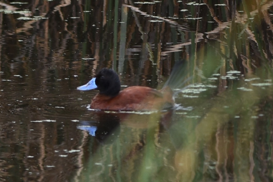 Lake Duck - ML646686417