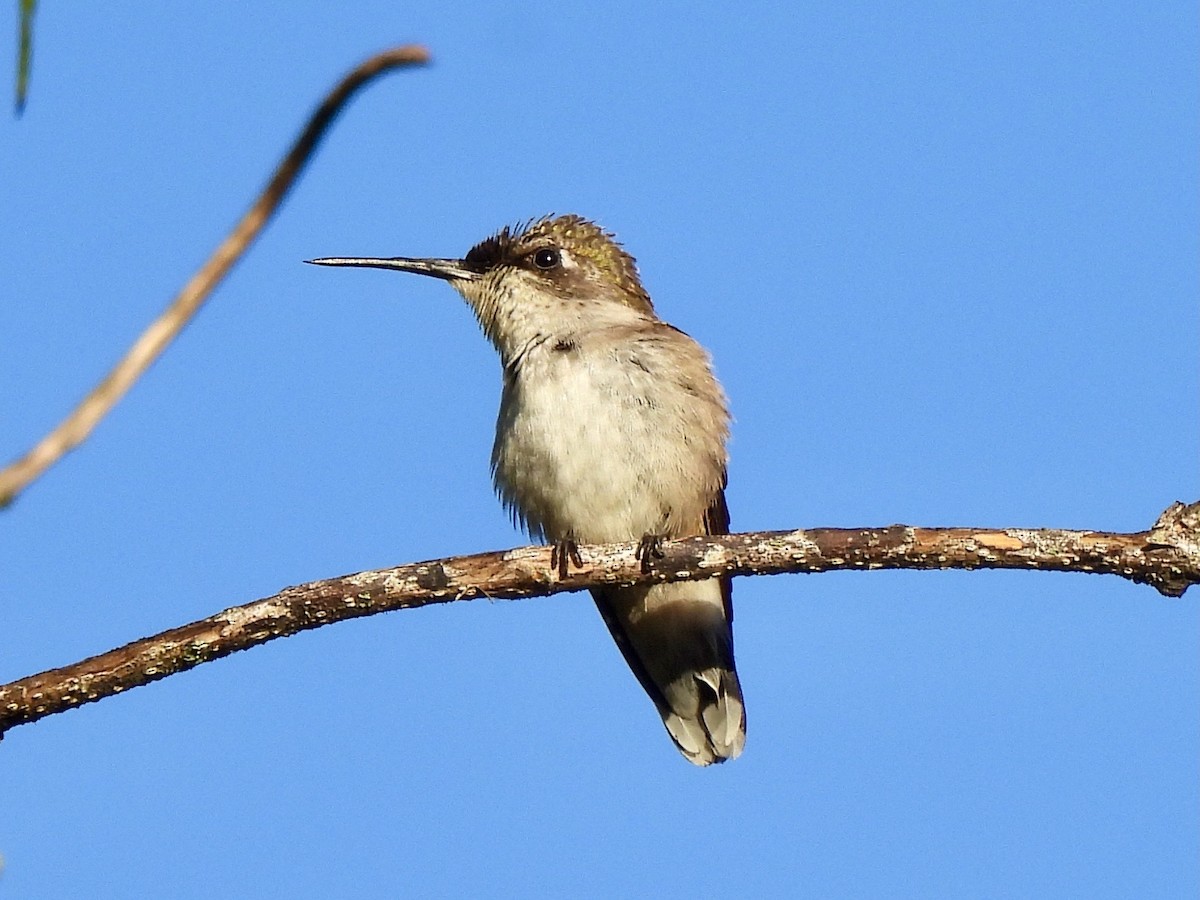 Colibri à gorge rubis - ML646686419