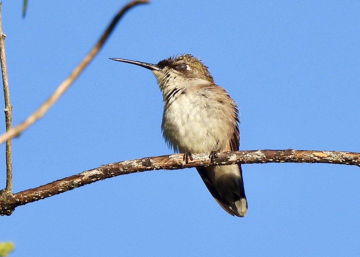 Colibri à gorge rubis - ML646686420