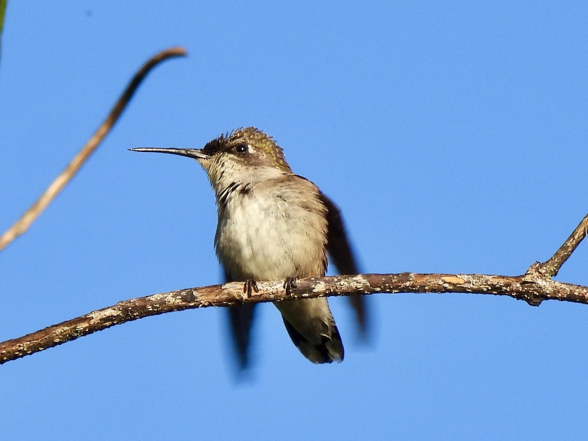 Colibri à gorge rubis - ML646686421