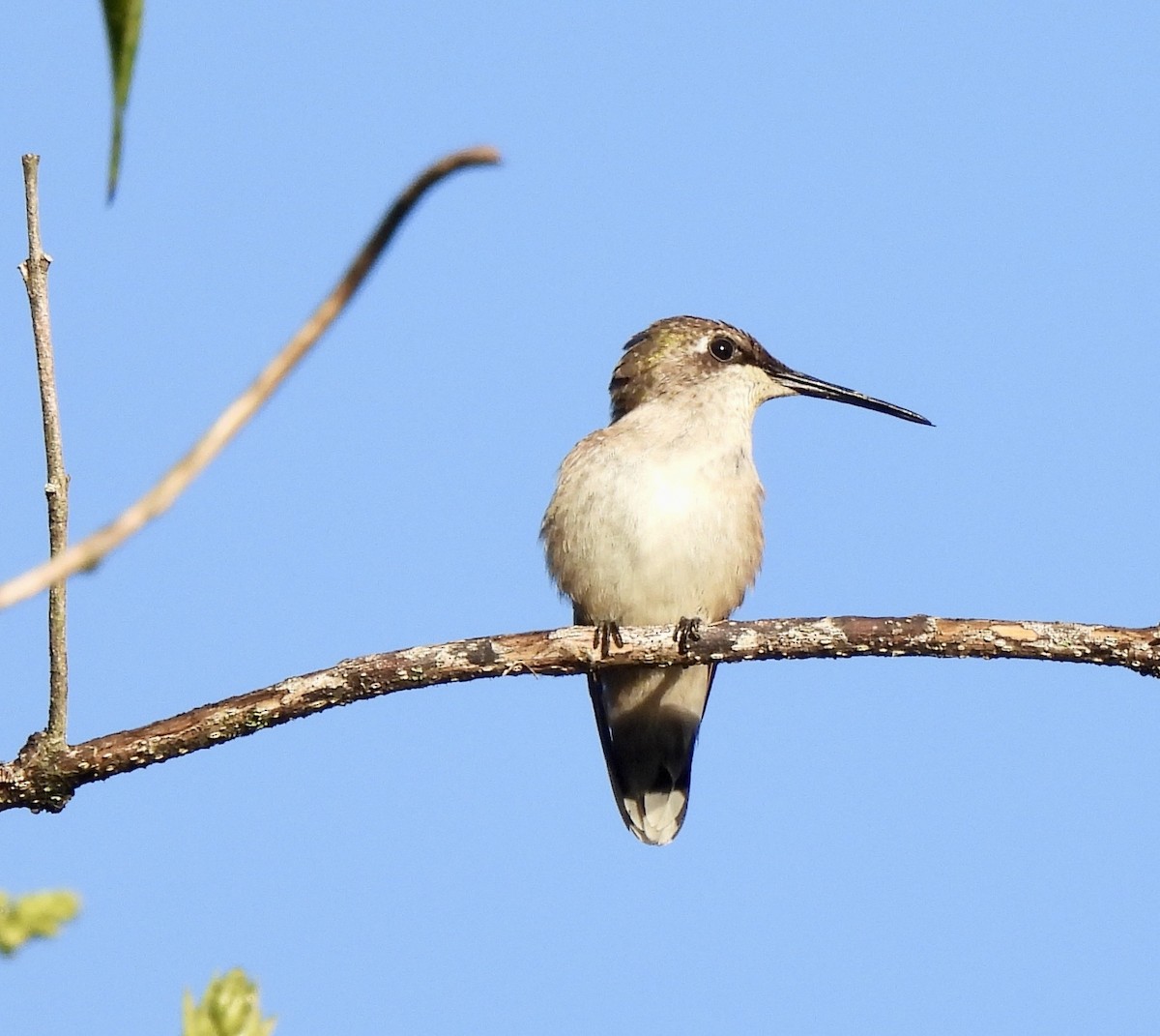 Colibri à gorge rubis - ML646686422