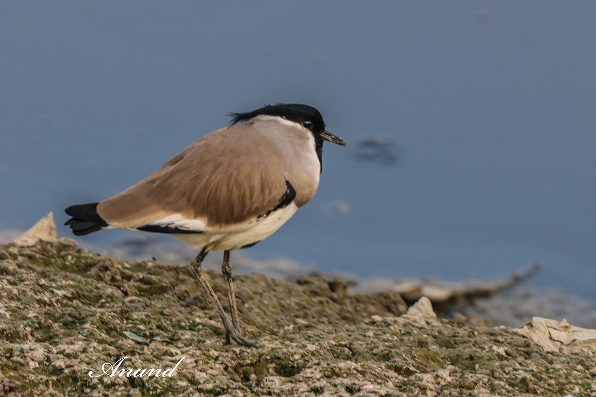 Vanneau pie - ML646686424