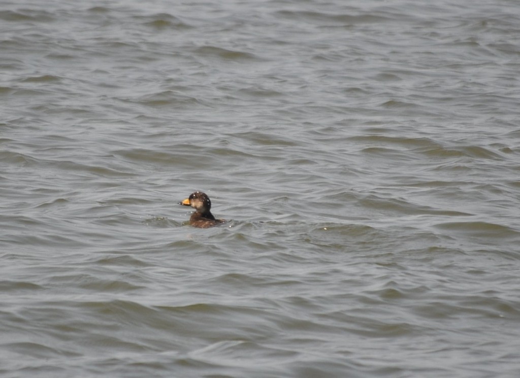 Black Scoter - ML646686426
