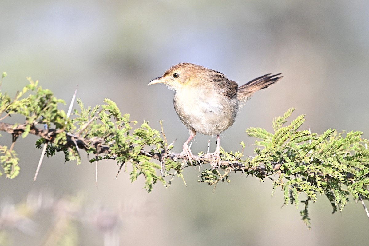 Rattling Cisticola - ML646686428